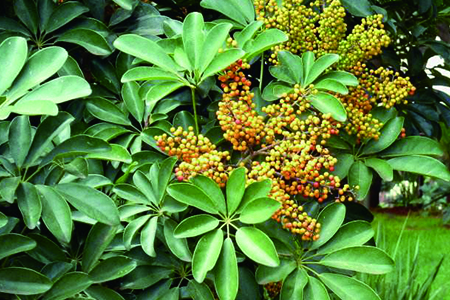 鹅掌藤开花吗图片