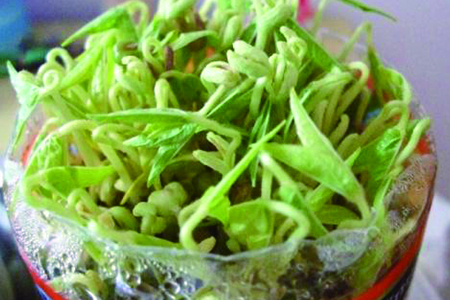 绿豆