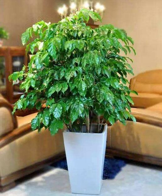 平安树盆栽