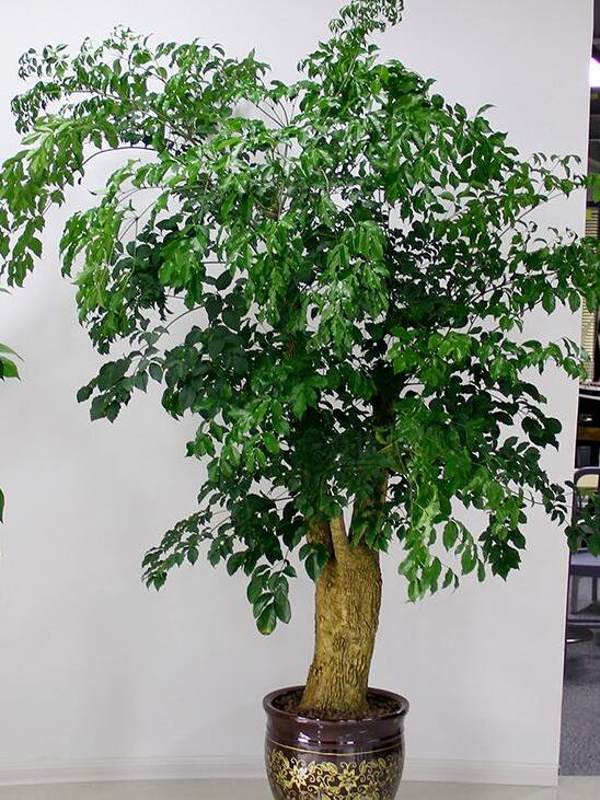 幸福树