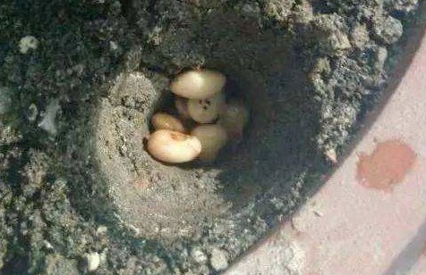大豆