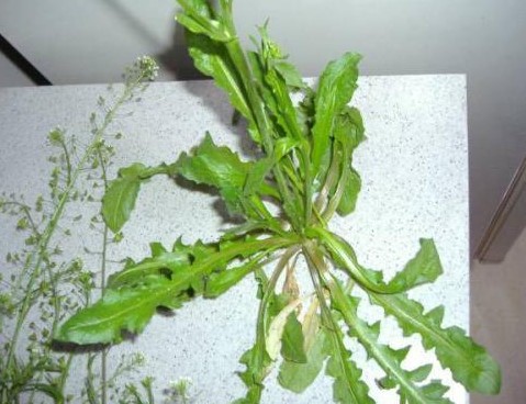 荠菜