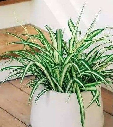 浇植物