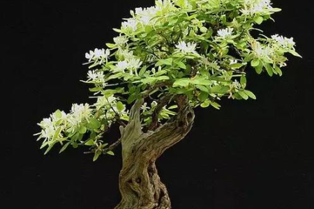 金银花
