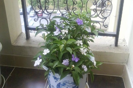 双色茉莉