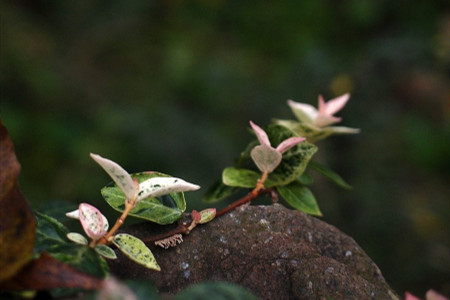 花叶络石