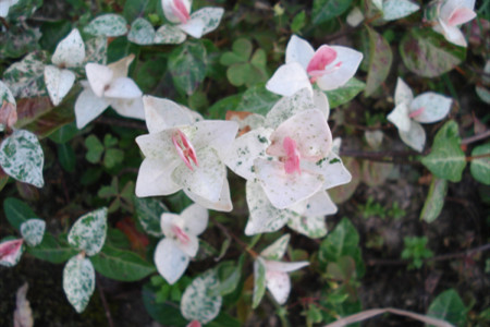 花叶络石