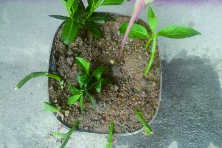 金银花