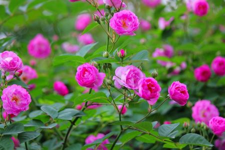 爬藤蔷薇花