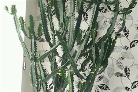 龙骨