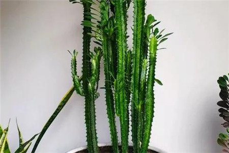 龙骨