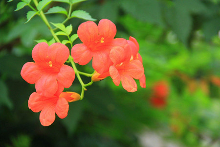 凌霄花