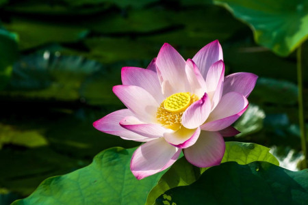莲花