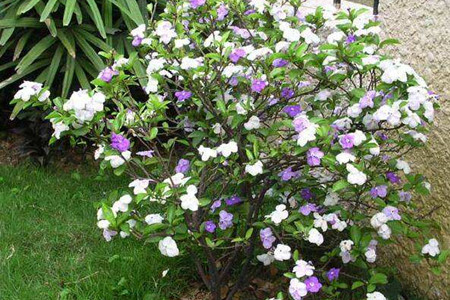 茉莉花