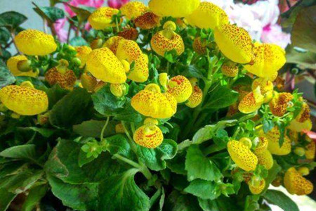 元宝花