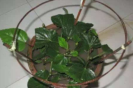 茶梅