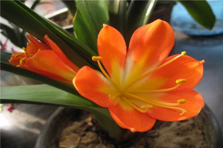 花卉