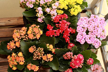 长寿花