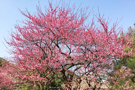 梅花