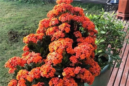 長壽花