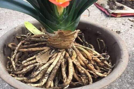 花卉