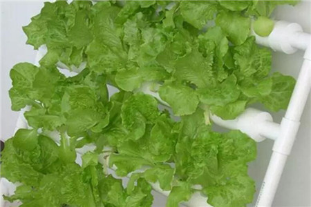 利用立体pvc管来种菜