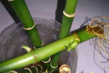 富贵竹