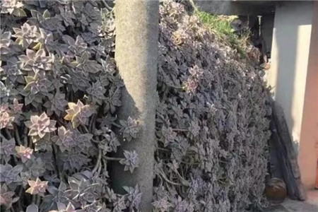 胧月
