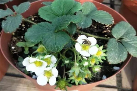 草莓