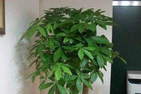 发财树