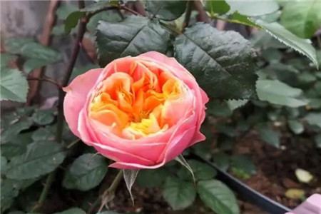 花儿