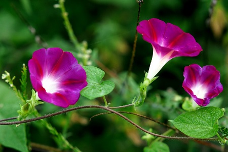 牵牛花