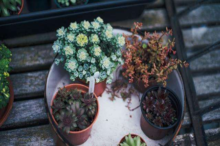 花卉