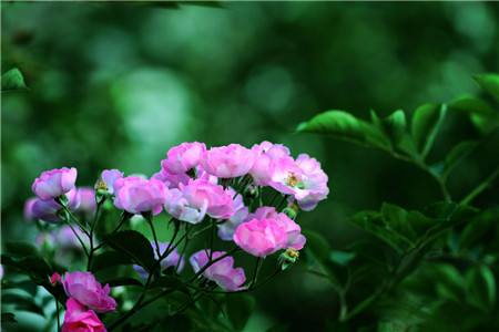 蔷薇花