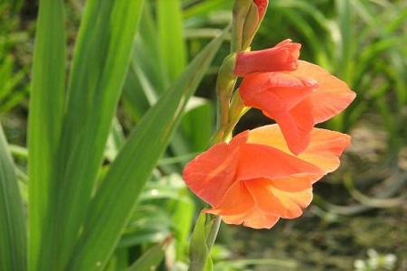 唐菖蒲