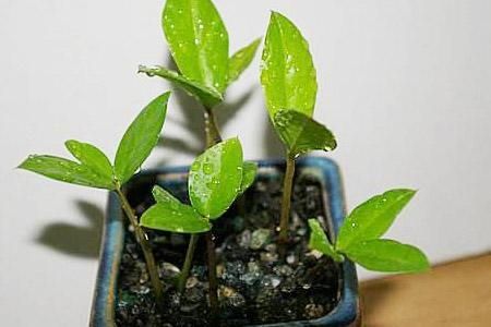 花草