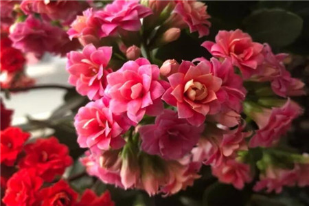 长寿花