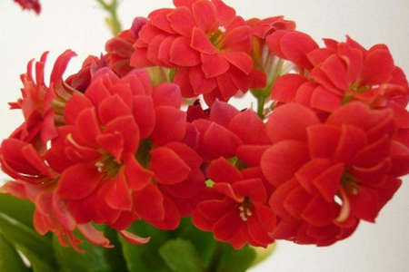 长寿花