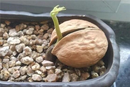 發芽的核桃