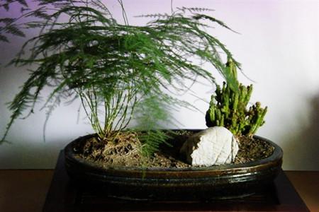 文竹