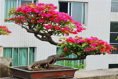 三角梅