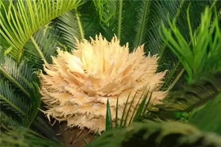 鐵樹