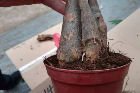發財樹爛根