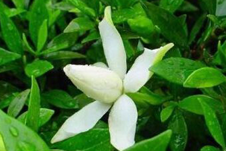 白兰花