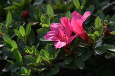 夏鹃