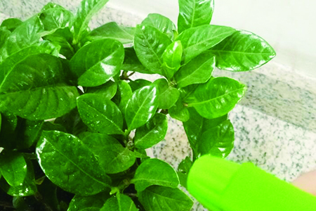 植物小苗