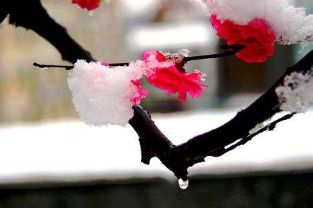 梅花