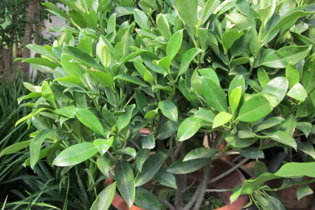 非洲茉莉