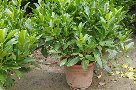 非洲茉莉