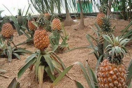 菠萝
